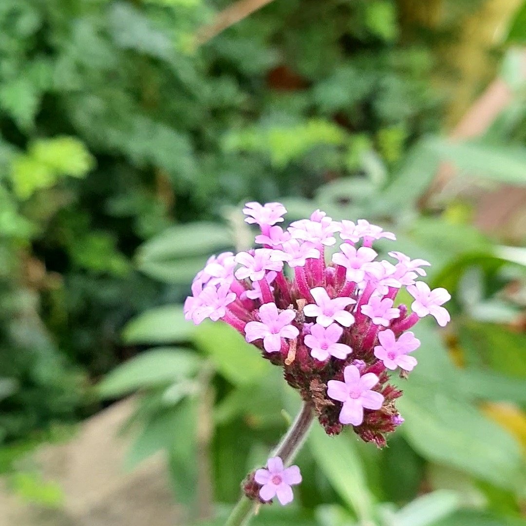 Lots of colours in my new little garden 🙏