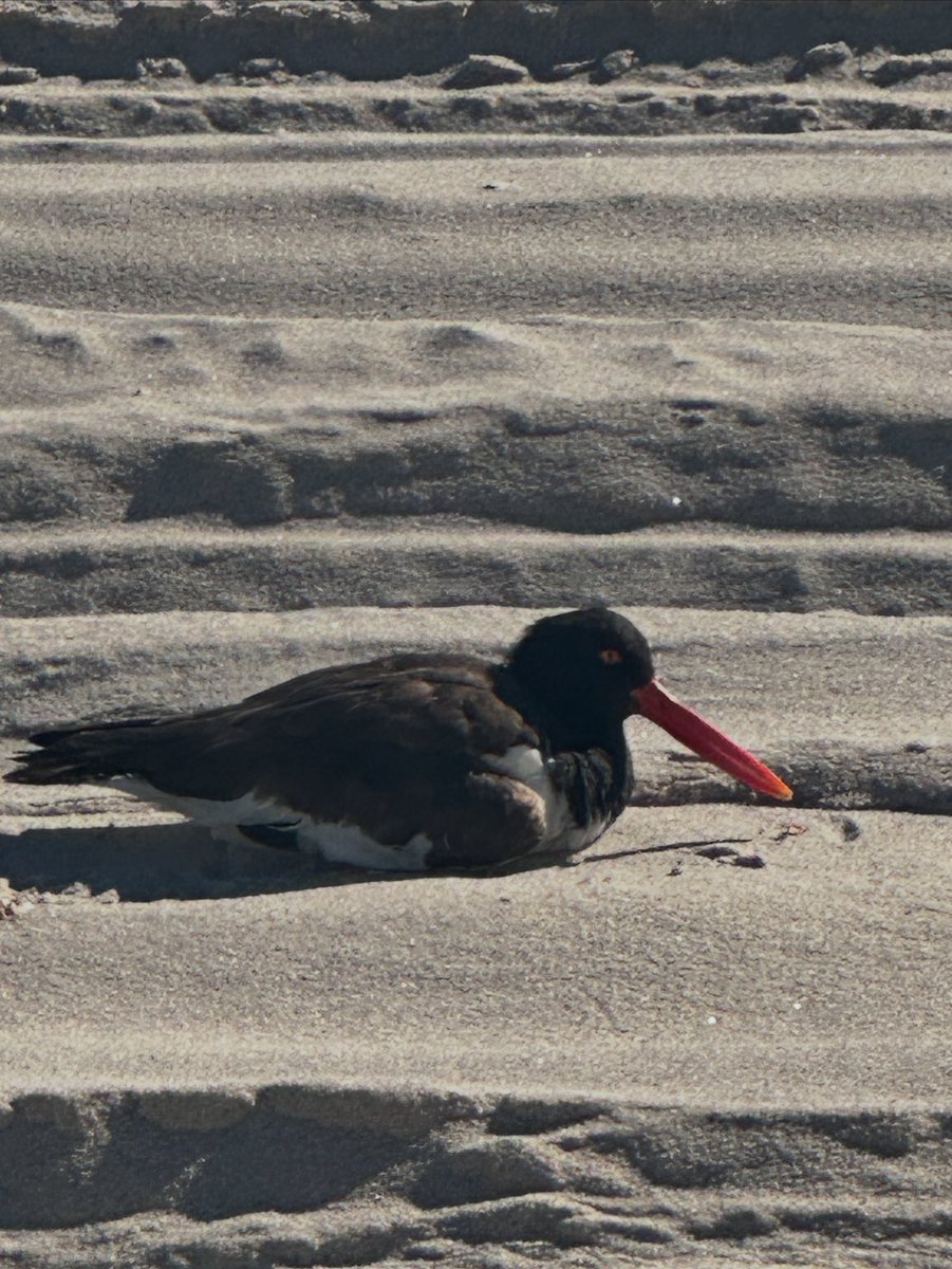 Positivity Powerhouse Pause &amp; Play
Rest Before You Rise

Powerhouse Pause:
This beautiful shorebird reminds us that even in the midst of motion, there is wisdom in stillness. Resting on the sand, it isn’t lazy—it’s recharging before taking flight again. How often do we mistake