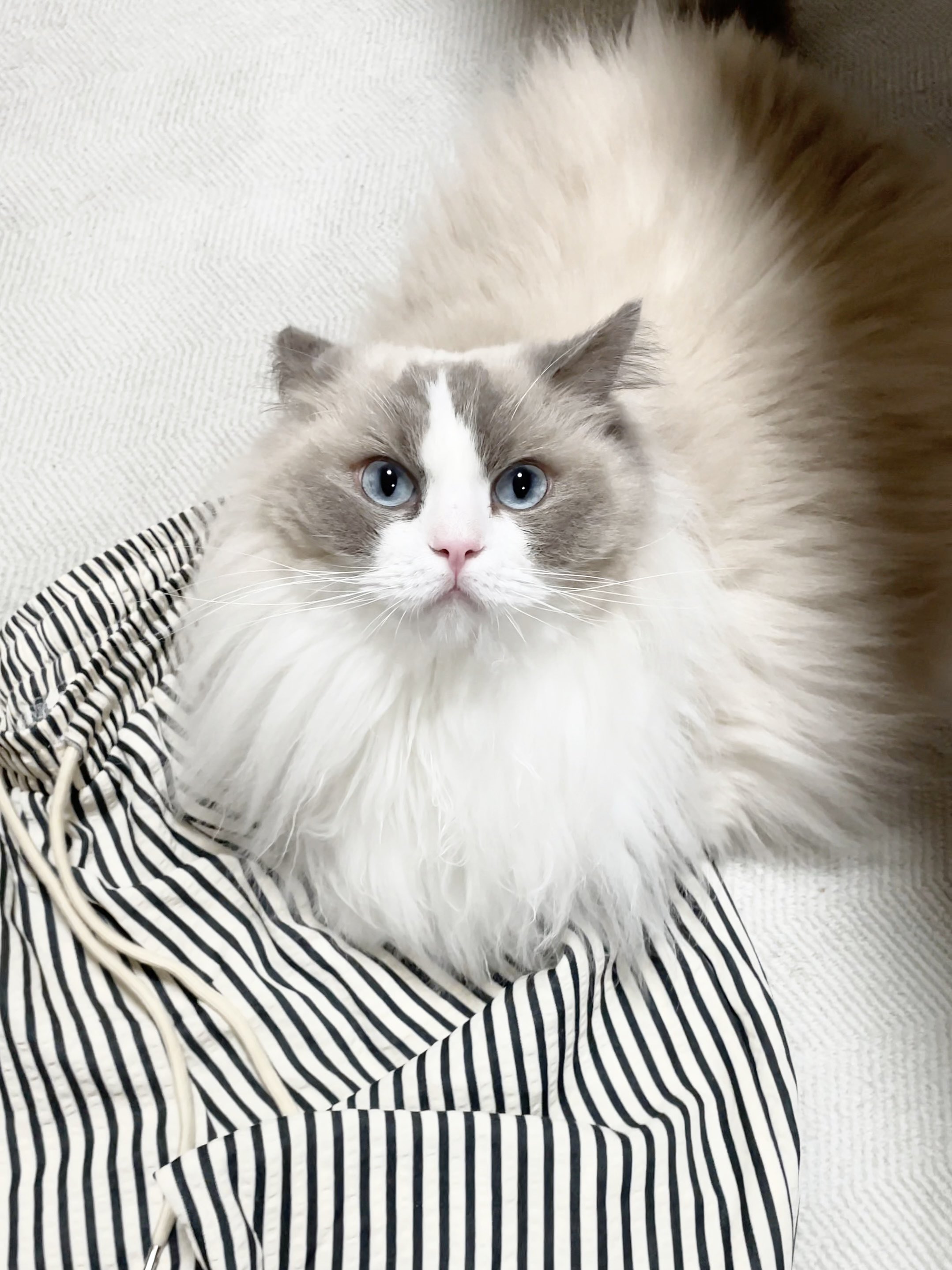 ひなページ ラグドール】ひなファン (@hinafan1228) / X