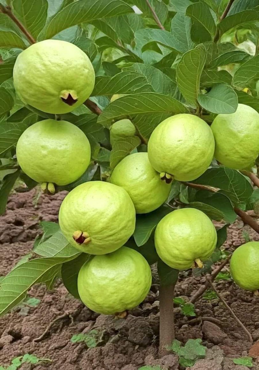 मेरे अमरुद 🥰