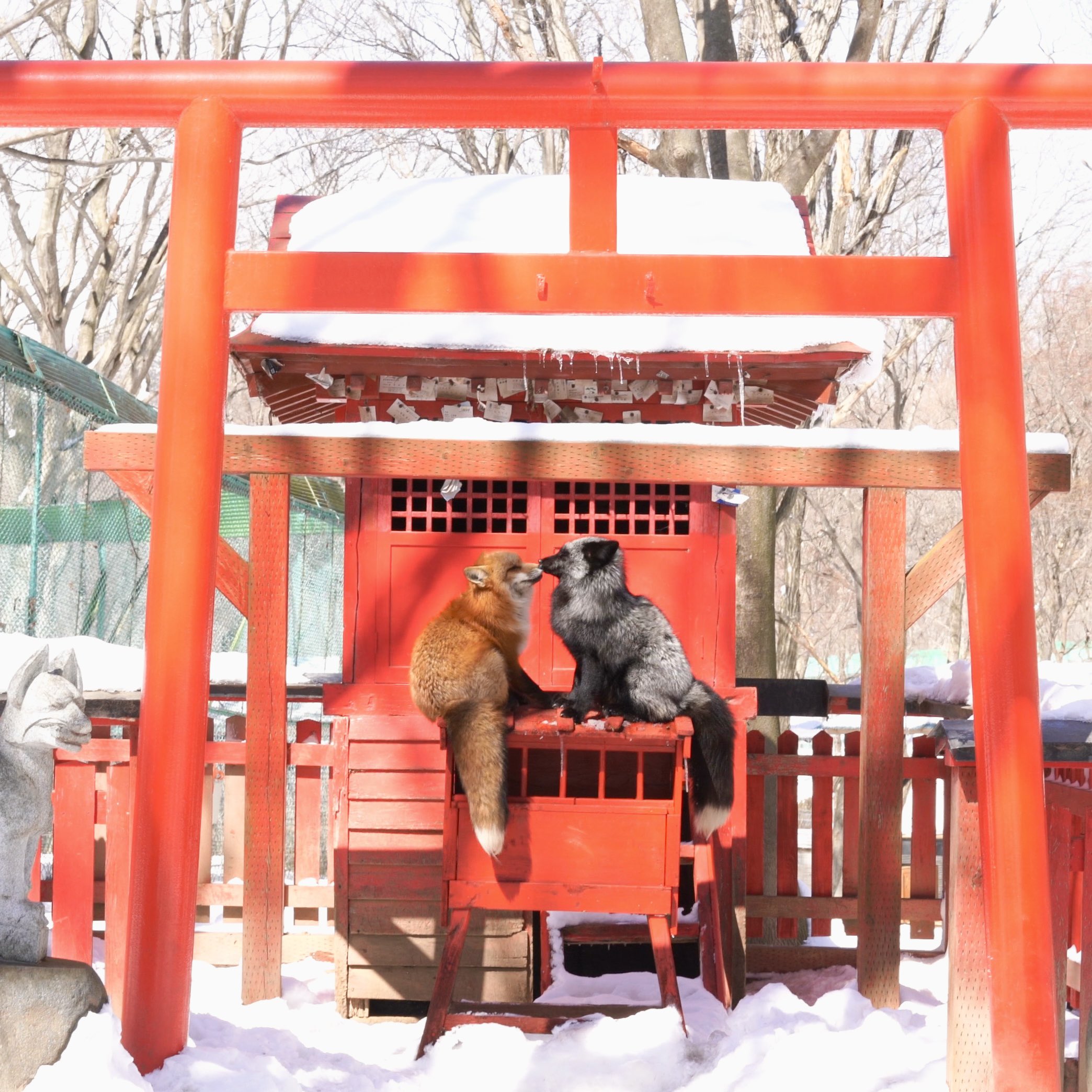 The Critter Club 5-17巻 The Critter Club 5-17巻 Amazon.co.jp: The Critter Club