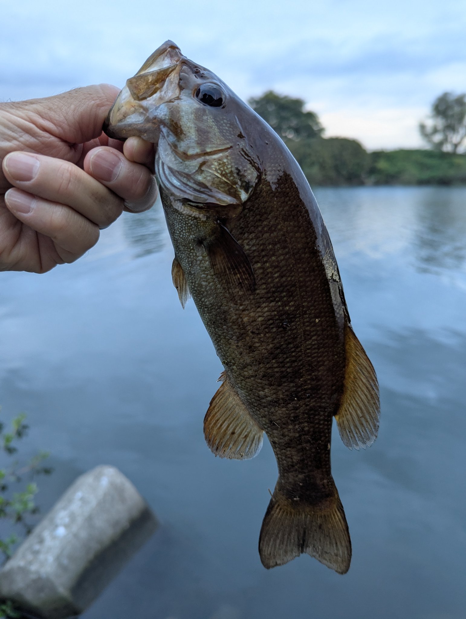 TTT.MO☆town＆Country☆☆　湘南手渡し希望 キャン橋本 (@canhashimoto) / X