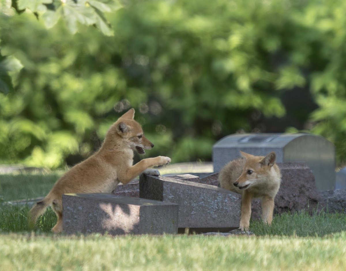 jacquelineUWS's tweet photo. Coyote pups playing in the shade in a Chicago cemetery. (July 2025) 💕🐺
#canids #animals https://t.co/YI660eRndC