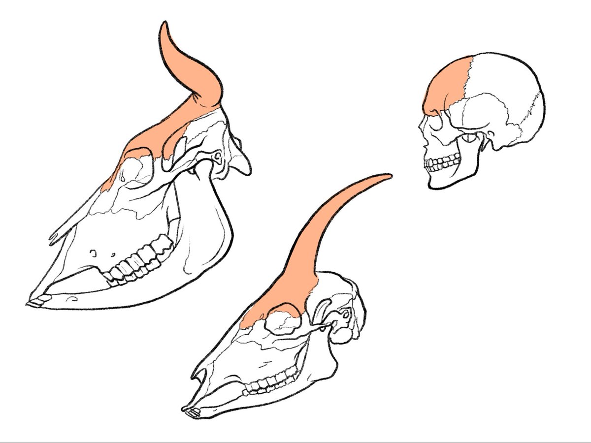 伊豆の美術解剖学者 (@kato_anatomy) on Twitter photo 