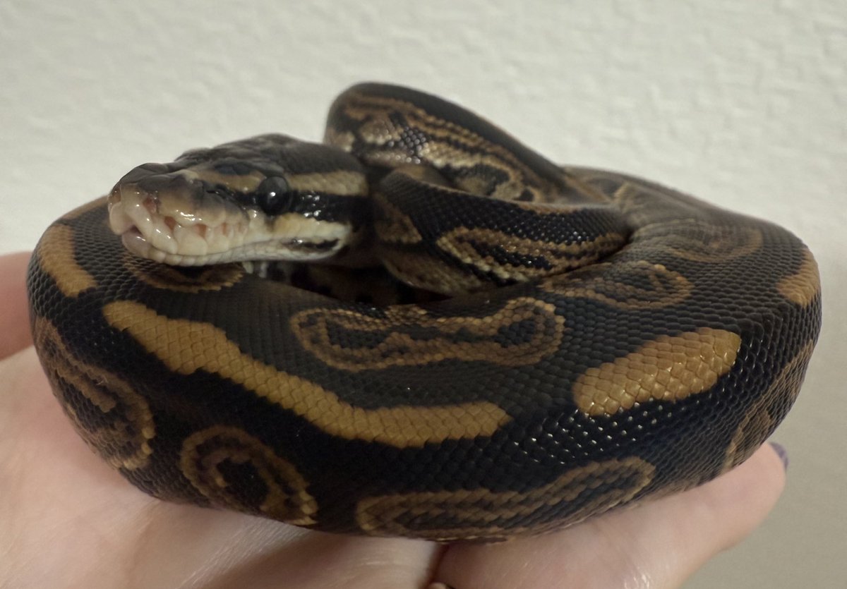 ballpython_s's tweet image. とんぶり市にて🎉
黒巳Monsters様からお迎えしました🐍✨

BP絡み多めです、顔がかわいいネ！
気になっていたスケールレスヘッドの子も…！

それぞれのモルフはALT🐍

ゆるっと育てます🌱

#ボールパイソン
#burikura