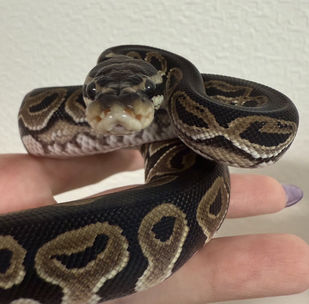 ballpython_s's tweet image. とんぶり市にて🎉
黒巳Monsters様からお迎えしました🐍✨

BP絡み多めです、顔がかわいいネ！
気になっていたスケールレスヘッドの子も…！

それぞれのモルフはALT🐍

ゆるっと育てます🌱

#ボールパイソン
#burikura
