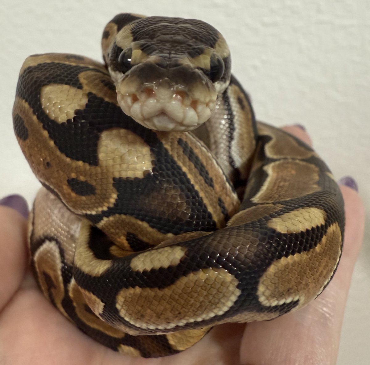 ballpython_s's tweet image. とんぶり市にて🎉
黒巳Monsters様からお迎えしました🐍✨

BP絡み多めです、顔がかわいいネ！
気になっていたスケールレスヘッドの子も…！

それぞれのモルフはALT🐍

ゆるっと育てます🌱

#ボールパイソン
#burikura