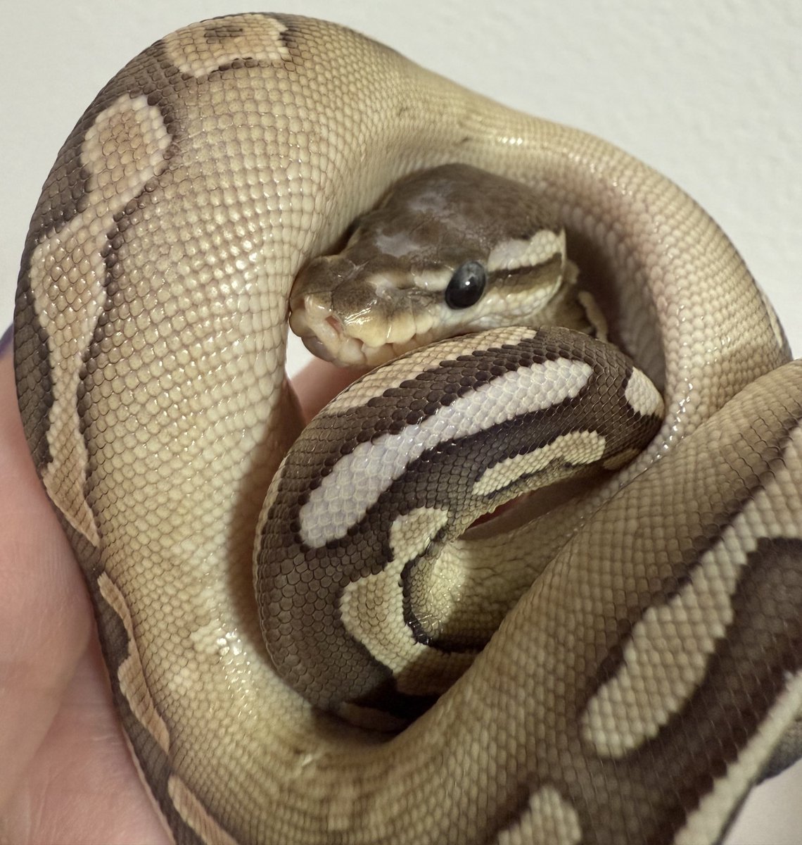 ballpython_s's tweet image. とんぶり市にて🎉
黒巳Monsters様からお迎えしました🐍✨

BP絡み多めです、顔がかわいいネ！
気になっていたスケールレスヘッドの子も…！

それぞれのモルフはALT🐍

ゆるっと育てます🌱

#ボールパイソン
#burikura
