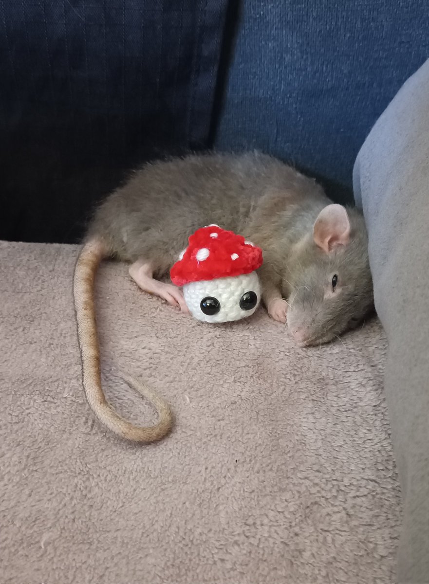 rat (@therapyrats) on Twitter photo 
