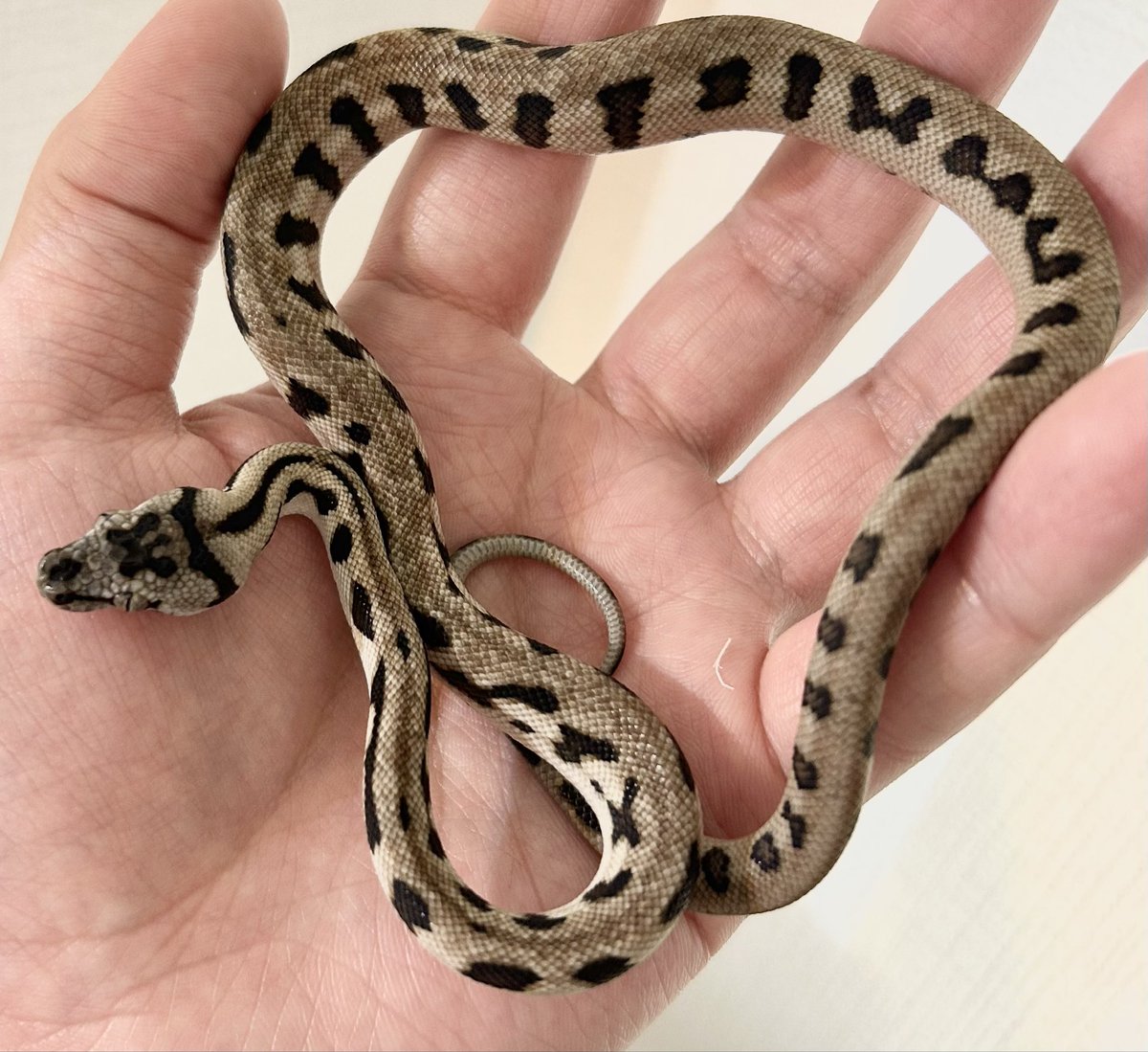 𓆙きゃのん𓆈 tweet media