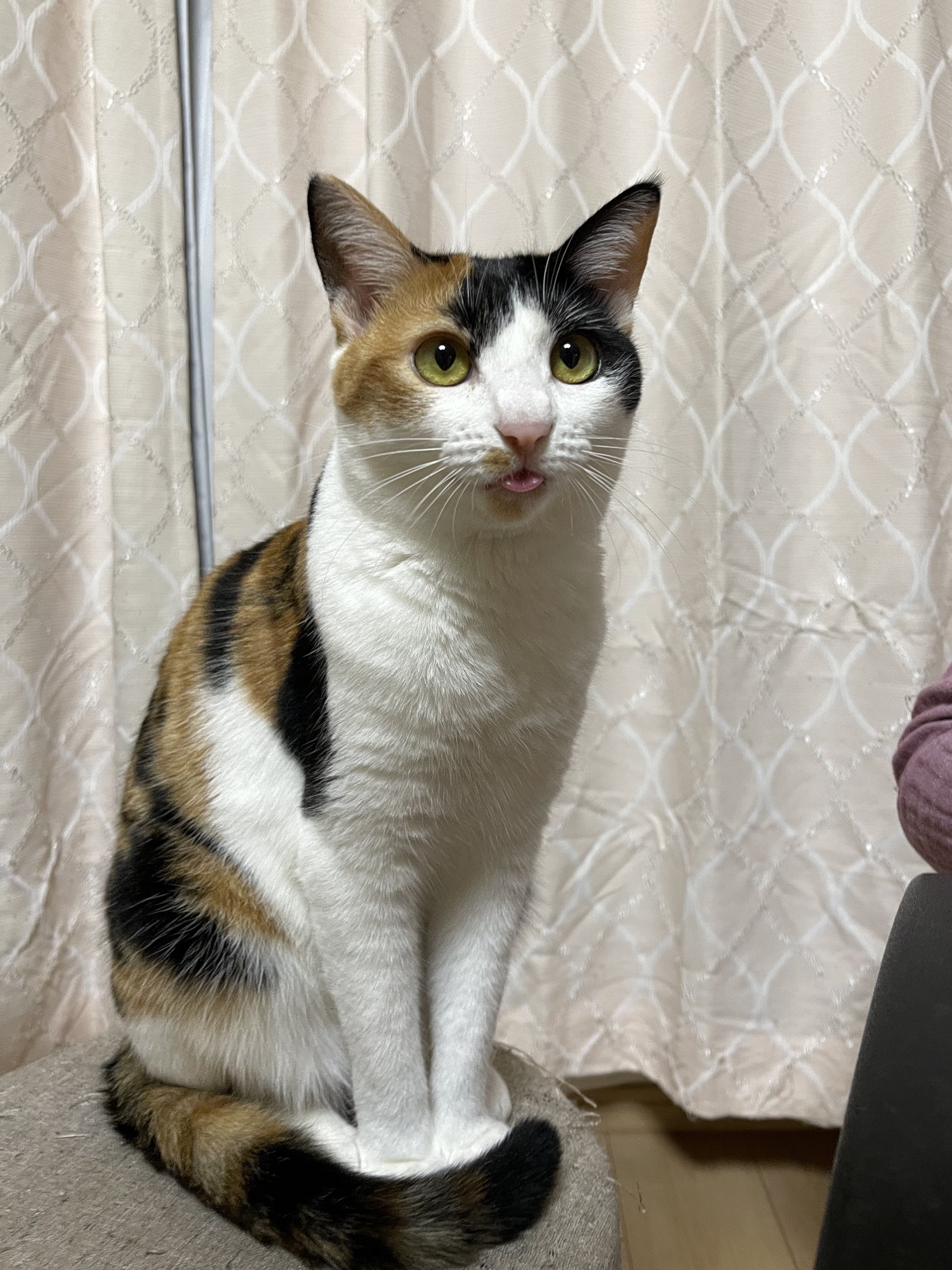 ⭐︎きなこ⭐︎ G0PuKF7akAAutQO.jpg