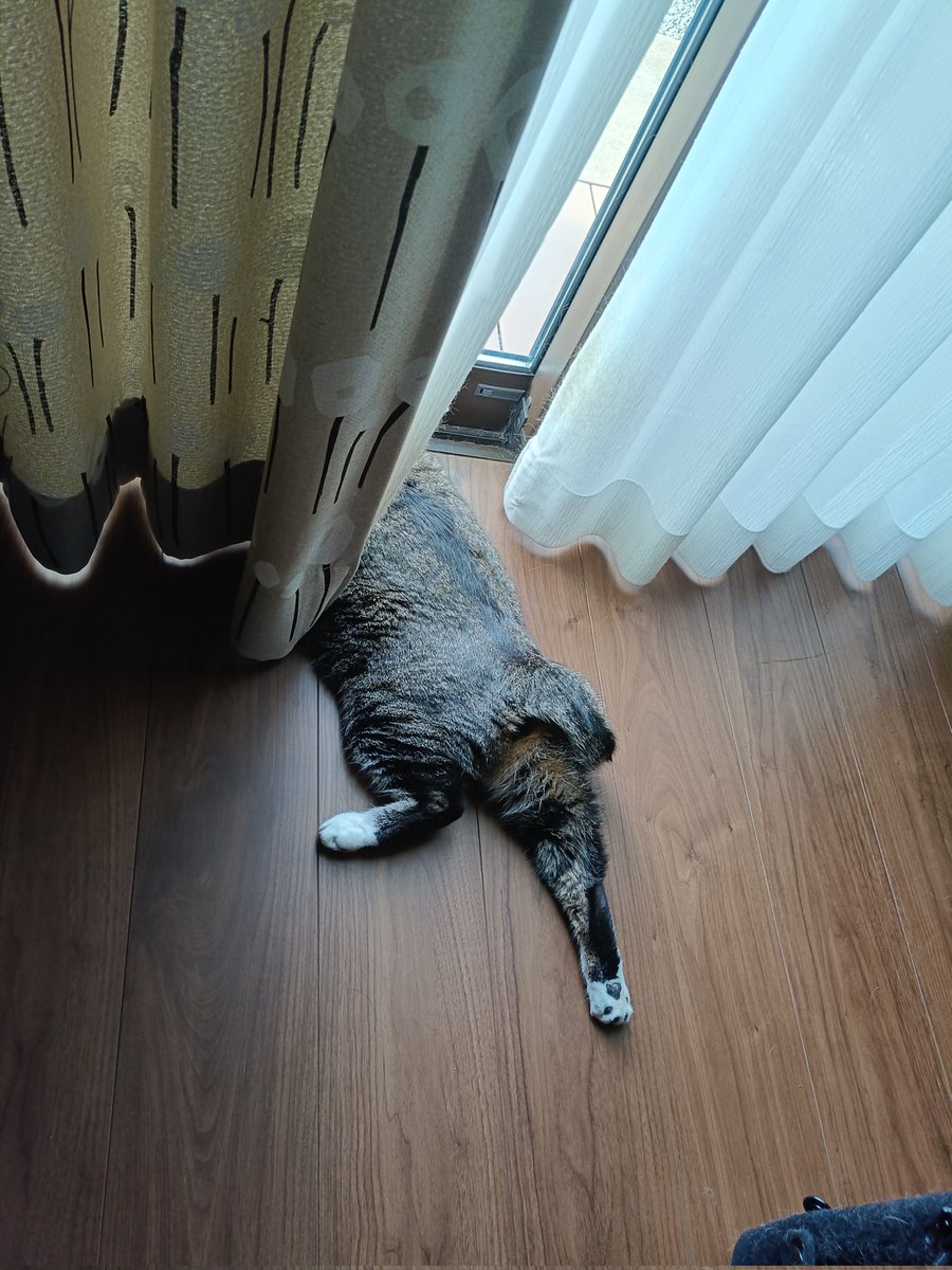 まめたろ (@kuromametaro620) / Posts / X