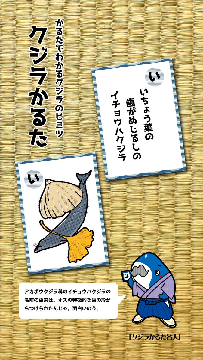 かるたでわかるクジラのヒミツ
クジラかるた-い

オスのイチョウハクジラはイチョウの葉っぱのような形の歯が下顎に1対だけあります。