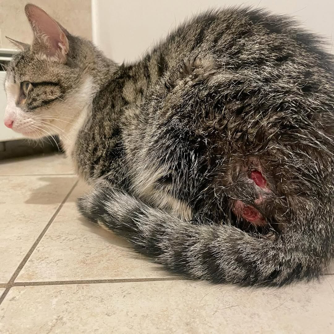 hvhpio15315dhd7's tweet photo. 🆘 URGENT HELP NEEDED 🆘

Rocky, our new rescued kitten, urgently needs your support. Found in the bitter cold by the shipyard, this sweet 7-month-old is now in distress. Despite being safe indoors, he’s stopped eating, and wounds are evident.

💵PAYPAL LINK INBIO PLEASE 🙏 https://t.co/MCneWFQtGF
