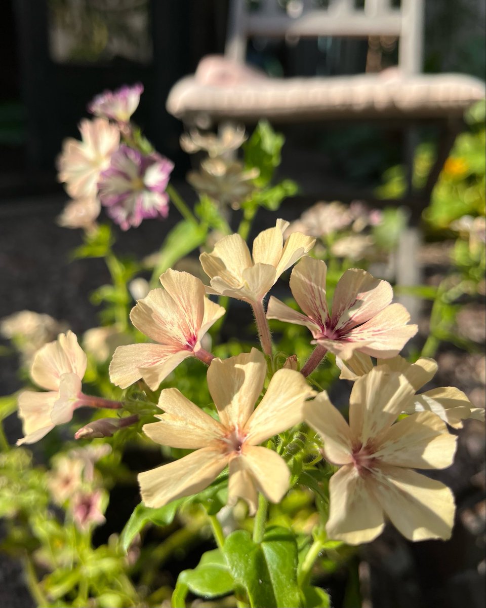 Phlox ‘crème brûlée’ still going strong… so many different flower colours and patterns on every stem, I love it! 💚💐#inmygarden