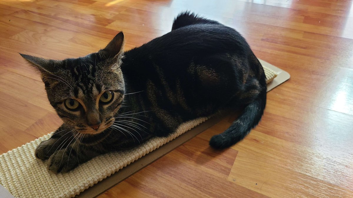 CGarageCoder's tweet image. Everyone loves cat pics, right ?

#Cat