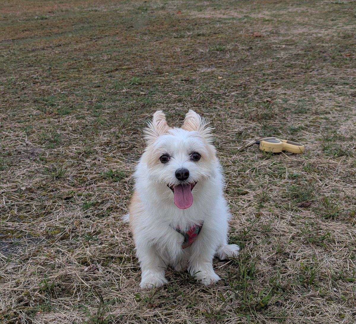 roku1143's tweet photo. おやすみなさい🐶 https://t.co/jmnXnQXDCF