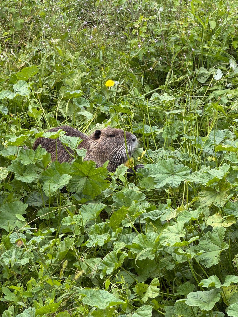 #urbannature Nonostante la pioggia, abbiamo attraversato stamani la Valle dell 'Aniene da Ponte Nomentano fino a Villa Ada. Serenità nel bosco e qualche sorpresa lungo il percorso...🦫 <a href="/WWF_Roma/">WWF Roma</a> <a href="/WWFitalia/">wwfitalia</a> #natura in #città #nutria
