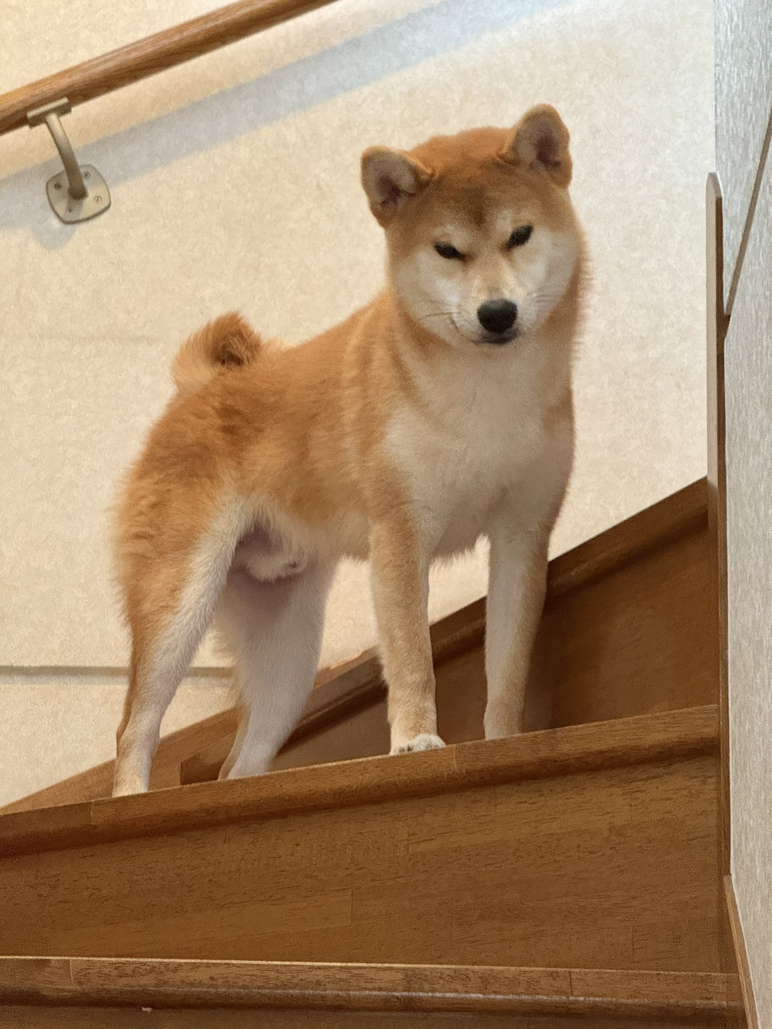 大柴さん専用 すゞ柴 （柴犬いぶき） on X: 