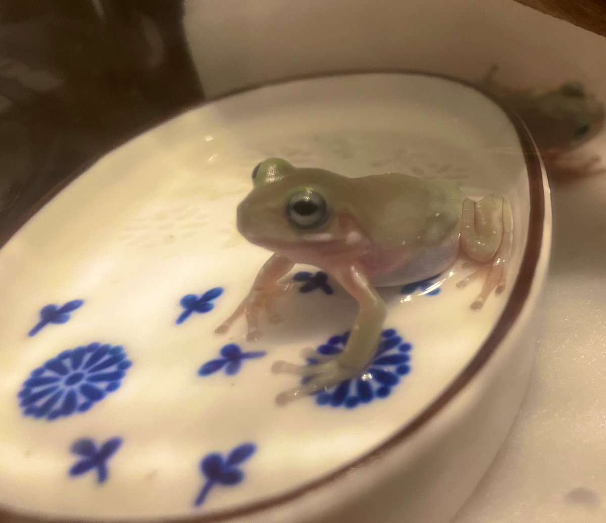 食い込みイエアメガエル🐸
4ヶ月でこの成長凄すぎ🤣