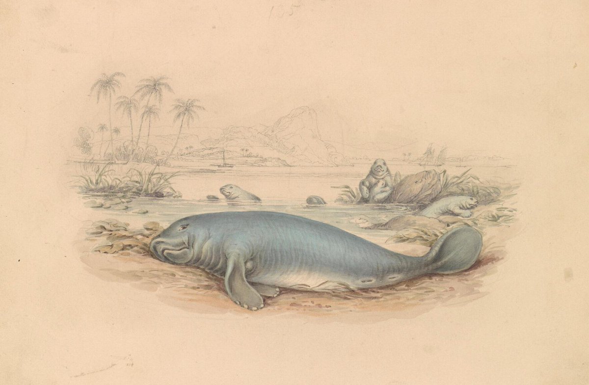 CrustCreatures's tweet image. Crust Crackers: West Indian Manatee
In coastal folklore, West Indian Manatees are gentle spirits of the water, embodying peace and patience. 🧙🏼‍♂️✌️⏳Did you know they have no natural predators, making them the ocean’s ultimate pacifists! Dive into the world of these sea cows with…