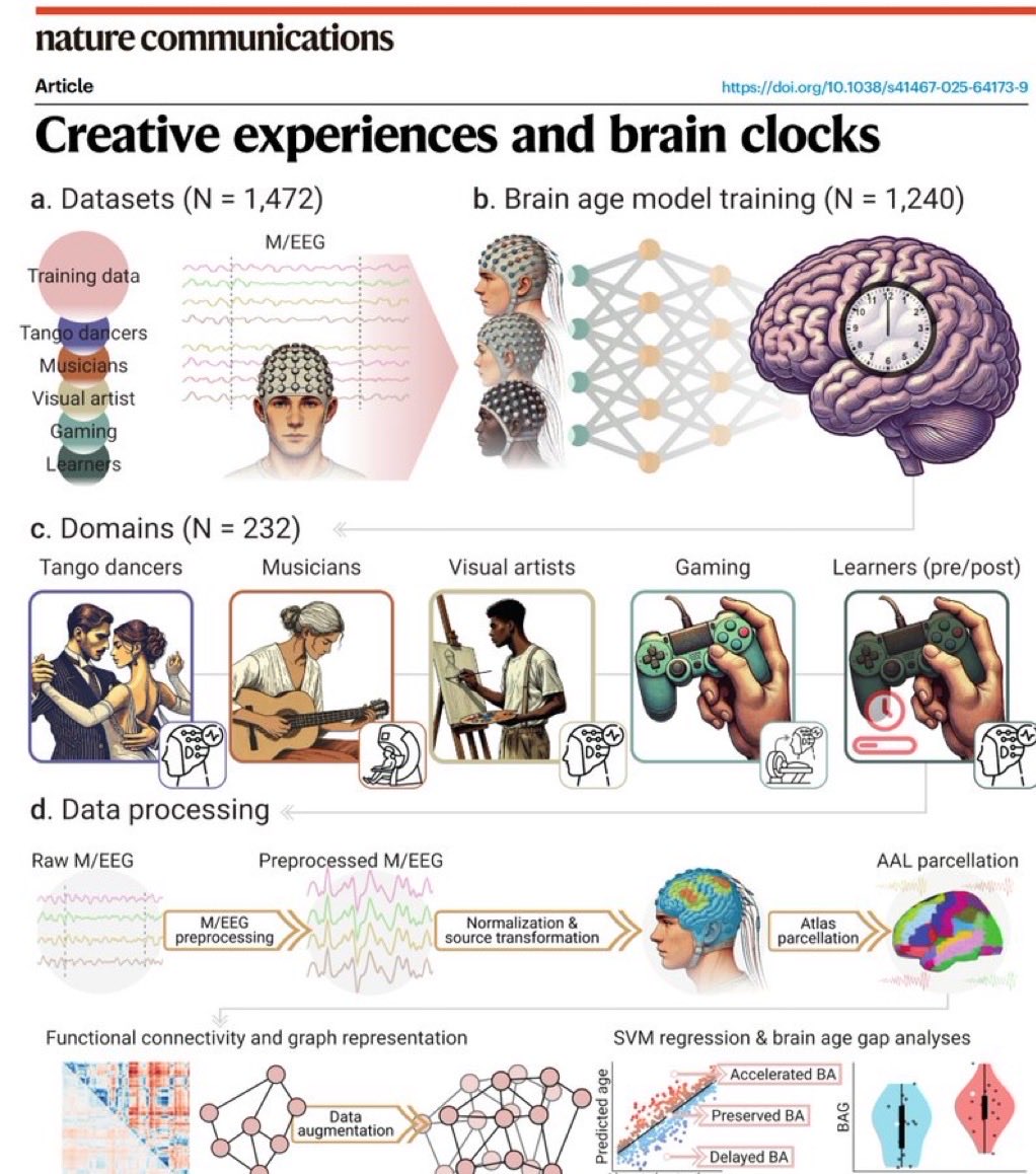 LeslieMegom's tweet photo. 🤓💡🧠ENVEJECIMIENTO CEREBRAL COMO EVITARLO ‼️
☕️Noches con cafeína: 
🧠☕️Las experiencias creativas (arte, música, danza, videojuegos) se asocian con un envejecimiento cerebral más lento cuantificado mediante brain clocks (relojes cerebrales) basados en M/EEG y modelos computacionales.
Conclusión: Tomen café y hagan algo de esto 👇🏽
🟣🔴 NEUROPLASTICIDAD INDUCIDA POR TANGO 💃🕺El tango es una de las actividades más completas para la estimulación multisensorial del cerebro.
💃Estudios con EEG muestran incremento de conectividad funcional frontoparietal y cerebelosa, áreas clave en control motor, planificación y atención.
🕺Favorece sincronización interhemisférica y mayor eficiencia de red neuronal.Mejora la plasticidad sináptica dependiente de dopamina, al activar circuitos mesolímbicos y prefrontales.💃🕺
🕺💃los bailarines de tango experimentados mostraron un retraso en la edad cerebral funcional (brain age gap negativo)‼️
🟣🔴El TANGO y PARKINSON: como prevención del deterioro cognitivo: 💃el tango se está usando en programas de envejecimiento activo y rehabilitación neurocognitiva.
🎯12 semanas de tango → mejora del equilibrio dinámico, velocidad de la marcha y rotación axial.
Estudios de neuroimagen funcional evidencian aumento de conectividad fronto-estriatal y cerebelosa post-tango.‼️🧠
🟣🔴🎮VIDEOJUEGOS 30 minutos diarios ⏰️CON MODERACIÓN ‼️
🎮🧠Cambios neuroanatómicos y funcionales:
🔘Aumento de volumen en corteza prefrontal dorsolateral y parietal posterior, regiones de atención y control ejecutivo.
🎮🧠Expansión del hipocampo posterior, vinculada a memoria espacial.
🎮🧠Incremento de sustancia gris en cerebelo y áreas premotoras.
🎮🧠Velocidad de procesamiento Incremento de potencia beta frontal EEG-2
🎮🧠Toma de decisiones Activación del córtex orbitofrontal y ganglios basales
🎯Rehabilitación cognitiva post-ictus, TCE o deterioro leve. Neurofeedback con videojuegos para atención (TDAH) y función ejecutiva.
💠SE RECOMIENDAN VIDEOJUEGOS DE SIMULACIÓN Y PRECISIÓN  ⚠️NO VIOLENTOS⚠️
Contraindicación crean dependencia SE RECOMIENDA DISCIPLINA 30 mins ⏰️ diarios.
🟣🔴MÚSICA 🎶🎷🪗🎸🎺🎻
🎺Aumento de volumen en corteza auditiva, área motora suplementaria, cerebelo y cuerpo calloso (mejor comunicación interhemisférica).
🎻Crecimiento del hipocampo posterior, vinculado a memoria y orientación temporal.
🪗Engrosamiento cortical en áreas prefrontales dorsolaterales, asociadas con atención y planificación.
🎶Incremento de materia blanca en tractos que conectan área auditiva con corteza motora (fascículo arcuato).
🎻Aumento de conectividad funcional entre redes auditivas, límbicas y motoras, observada por fMRI y EEG.
🎺Mayor sincronización gamma y beta durante tareas musicales (procesamiento rápido y creativo).
🎸Activación dopaminérgica en núcleo accumbens y estriado ventral.
🟣🔴ARTE 🎭Estimula plasticidad sináptica y neurogénesis. (Fotografía, Pintura , escritura , instrumentos musicales)
🎭Corteza parietal posterior Aumento de materia gris Integración visoespacial y percepción de forma
Corteza prefrontal dorsolateral.
🎭 Engrosamiento cortical Planificación, control cognitivo, pensamiento creativo.
🎭Cerebelo y ganglios basales Incremento de volumen Coordinación motora fina y precisión.
🎭Cuerpo calloso Mayor densidad de fibras Comunicación interhemisférica (lógica-creatividad)
Hipocampo  Neurogénesis y preservación volumétrica Memoria espacial y contextual
🎭🎶Los artistas visuales y diseñadores mostraron edad cerebral funcional más joven (brain-age gap negativo).🧐Este efecto se asoció con mayor eficiencia de red y modularidad, especialmente en regiones frontoparietales vulnerables al envejecimiento.Los artistas visuales y diseñadores mostraron edad cerebral funcional más joven (brain-age gap negativo).
🟣🔴ENVEJECIMIENTO CEREBRAL 
🧠Para predecir “edad cerebral” y calcular el brain age gap (BAG = edad cerebral − edad cronológica). BAG < 0 = envejecimiento retrasado; BAG > 0 = acelerado.
Resultados. 👇🏽👇🏽👇🏽 hilo
.