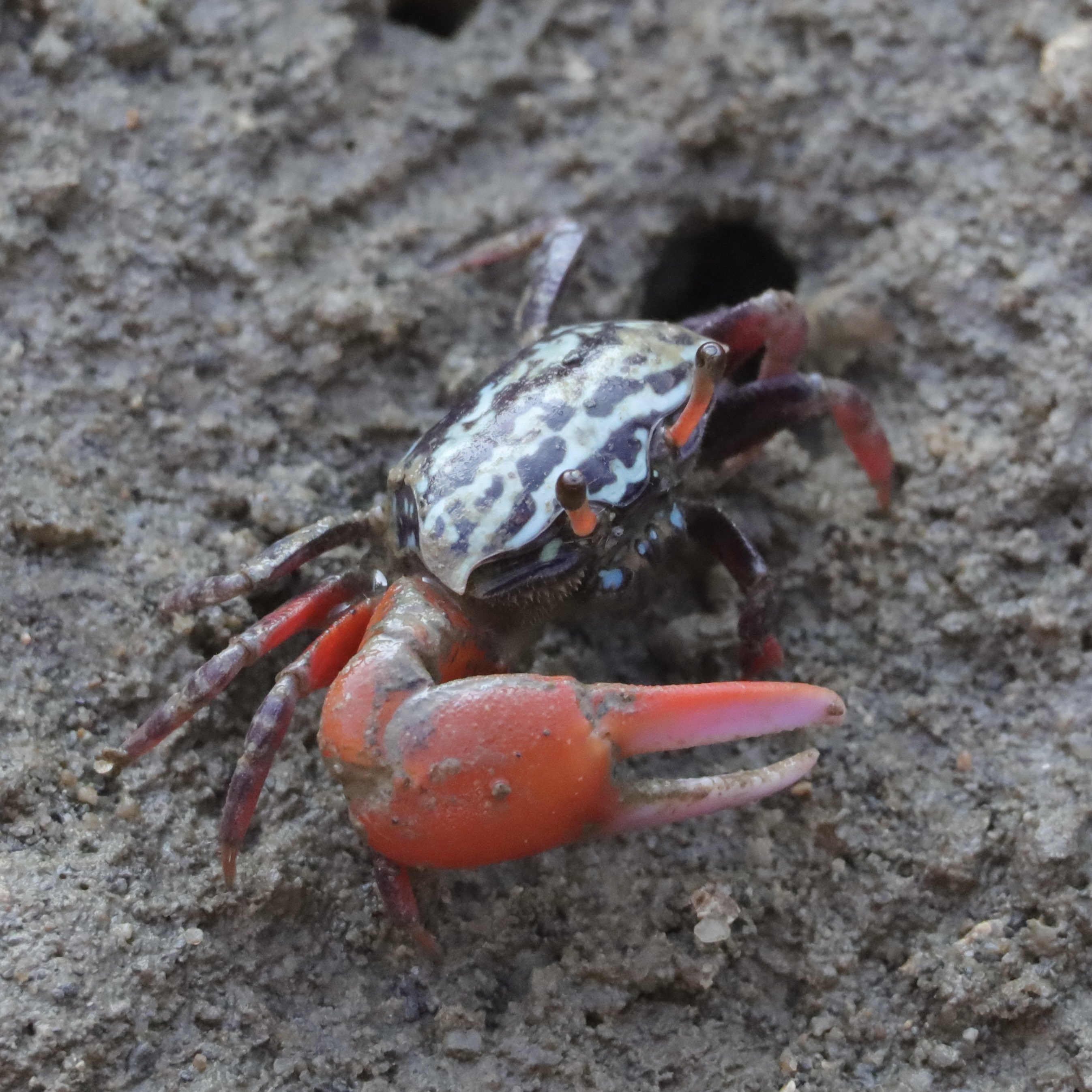 新品　美品　  spindleshanks crab カニ Live-Dungeon-Crab_grande.jpg?v