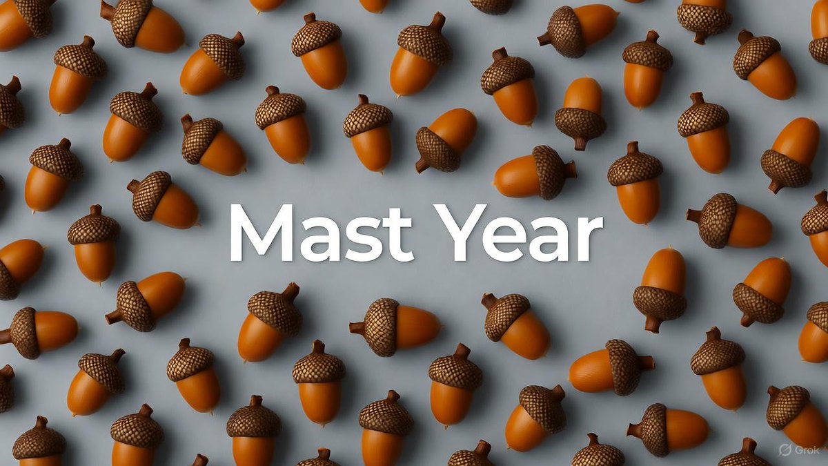 eserxp's tweet photo. İngiltere'de tetikleyicisi hâlâ gizem olan etkileyici bir doğa olayı yaşanıyor: Mast Year. 🌳 Bu, ağaçların evrimsel savunma taktiği, aşırı meyve ve tohum üreterek, onları yiyen hayvanların tüketemeyeceği bolluk yaratıyorlar, türlerini koruma şansını artırıyorlar. Kaldırımlar ve ormanlar meşe palamutlarıyla kaplı; meyve ağaçları da aynı patlamayı yapıyor.