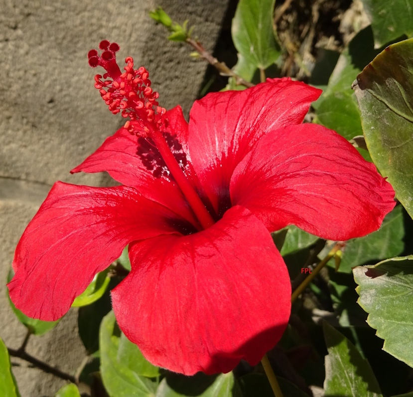 Pacopelegrina2's tweet image. HIBISCUS
Es un género de plantas de unas 150 especies aceptadas, de las más de 1000 descritas, de la familia Malvaceae.
#hibiscus #malvaceae #florestropicales