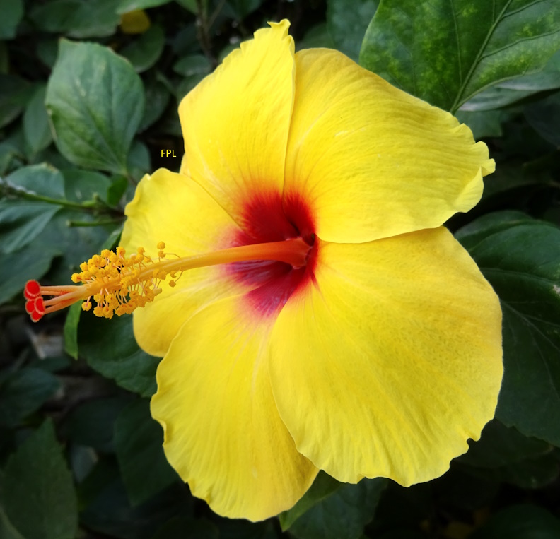 Pacopelegrina2's tweet image. HIBISCUS
Es un género de plantas de unas 150 especies aceptadas, de las más de 1000 descritas, de la familia Malvaceae.
#hibiscus #malvaceae #florestropicales