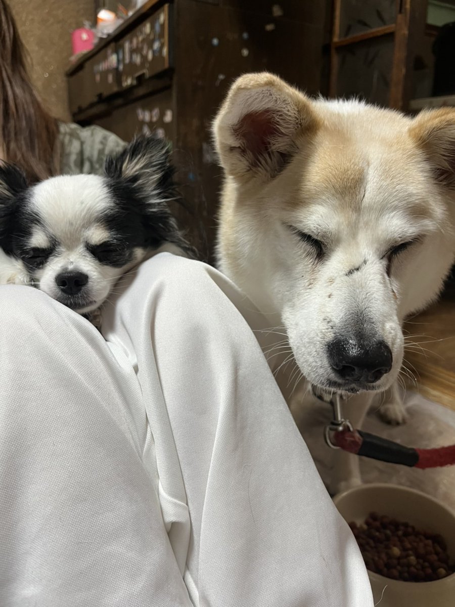 chiwawa_chie's tweet photo. 姉弟のツーショット可愛い❤

#チワワ党 #チワワのいる暮らし #犬好きさんと繋がりたい #犬のいる暮らし #しじみ目犬 https://t.co/eV0isHuH2E