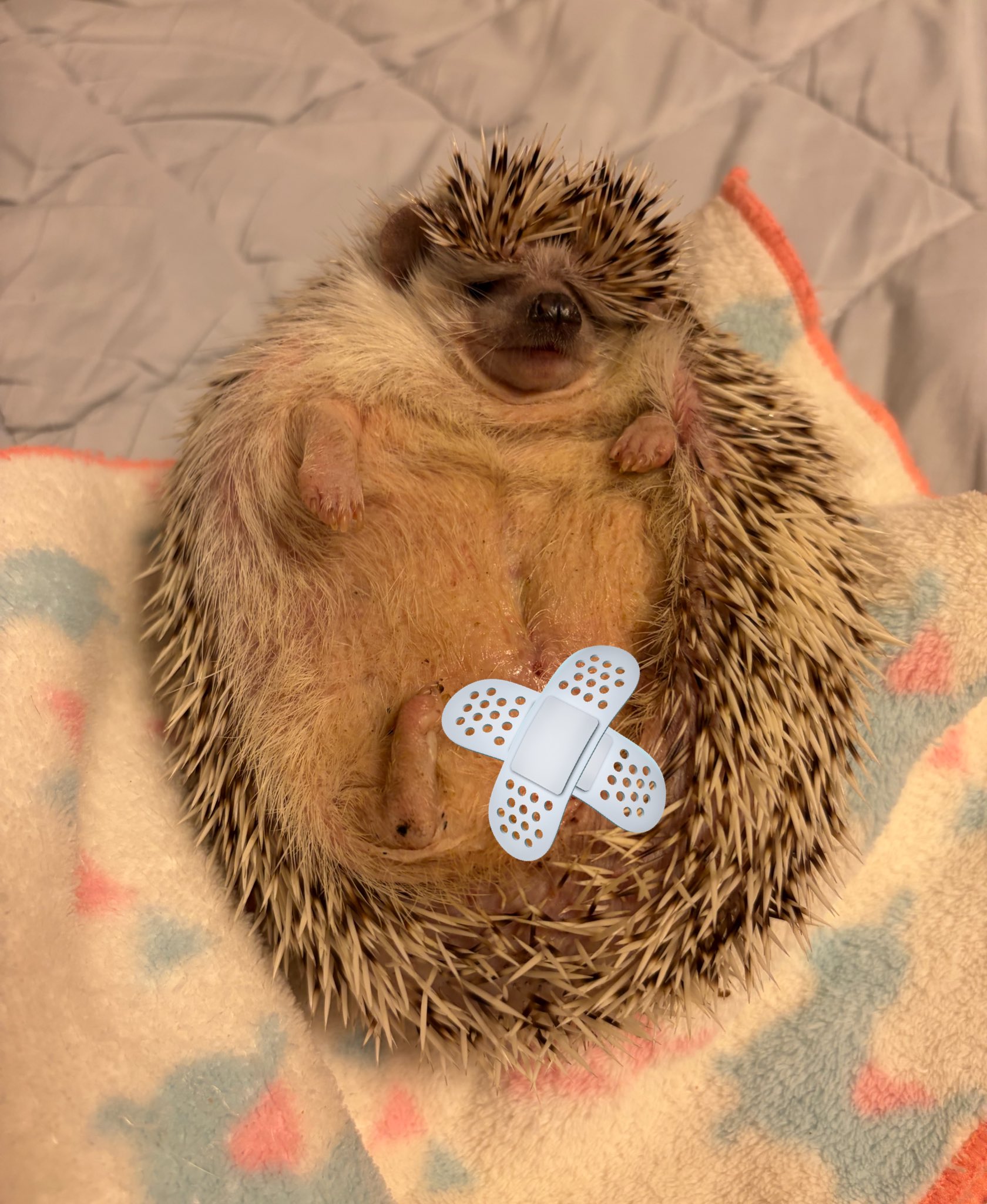 雛菊堂　タチムラシオリ様　ハリネズミちゃん かなりん＠ハリネズミ on X: 