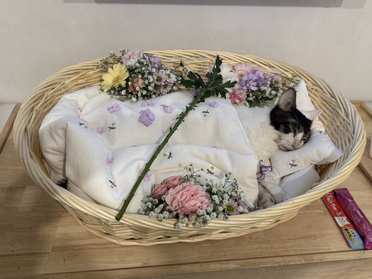 2022.05.18 – 2025.10.05
사랑하는 포뇨야 우리 또 보자

포뇨 편안하게 잘 떠났어요.
그동안 포뇨를 아끼고 사랑해 주신 모든 분들께 진심으로 감사드립니다.