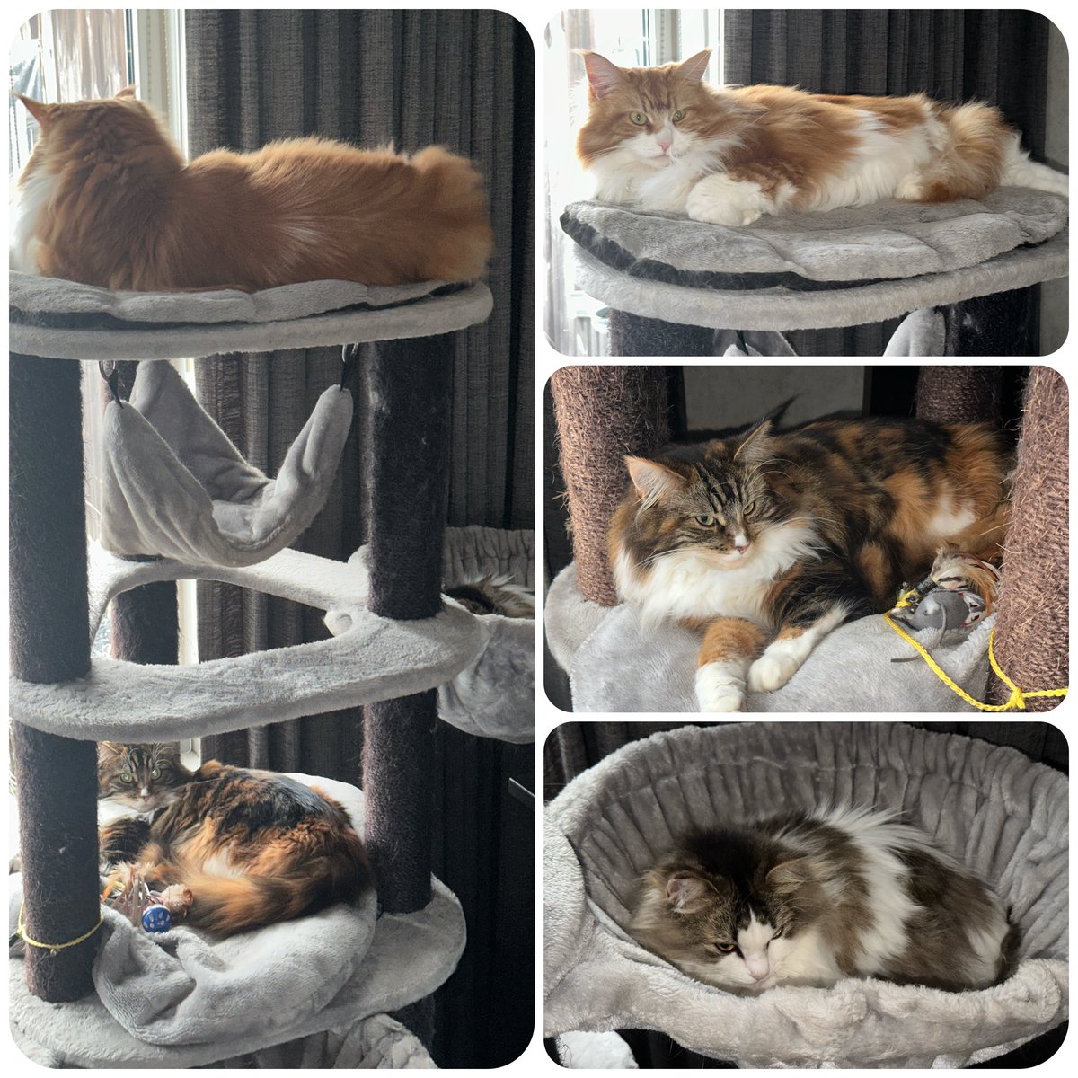 Echte herfstdag vandaag, dus onze 3 katten hebben hun plekje alweer opgezocht bij elkaar.
Komen straks van de plek af voor brokjes, verder denk ik niet 😂.