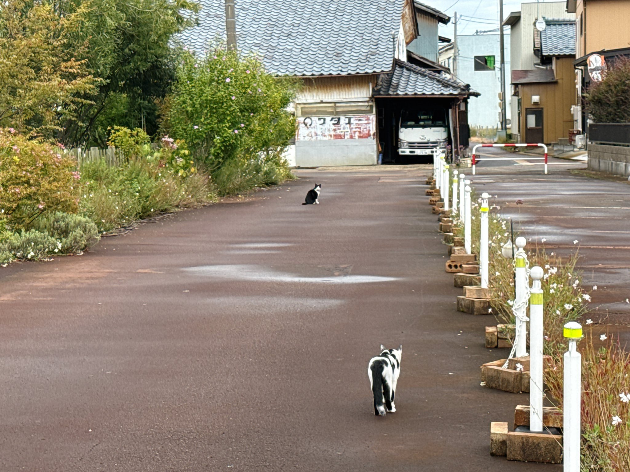 ねこ LivHeart ねこ肯定感 抱きまくら Lサイズ(さんま/かつお/まぐろ