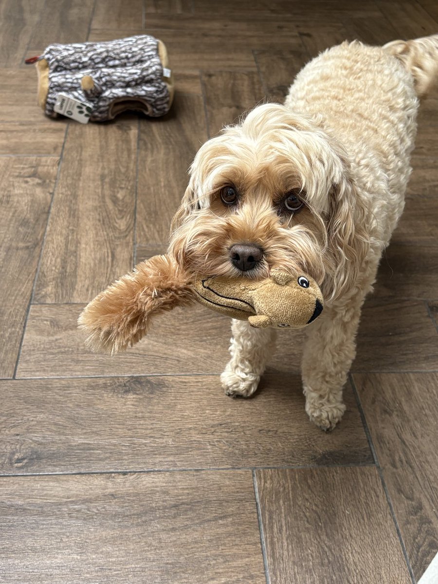 TheHoneyTails's tweet image. I’m not sure I could be clearer - THROW THE TOY! 
#SundayFundayShenanigans 
#LetTheFunBegin