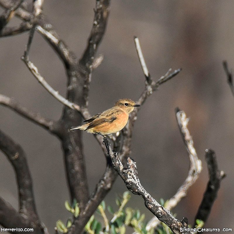 Macho y hembra de tarabilla común (Saxicola rubicola). De esta misma mañana.