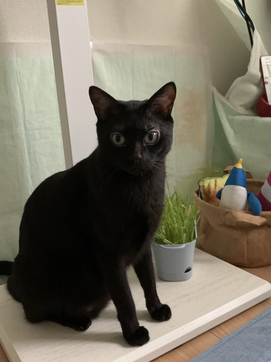 黒猫クロ銀(銀時) tweet media
