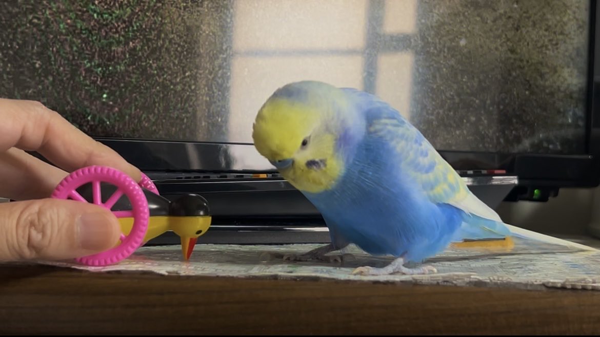 hanachan_vlog's tweet photo. 新しい動画をアップしました🎦
よかったら見に来てください🐥

お友達に囲まれて元気に過ごすセキセイインコ https://t.co/9gNNw9Uuf3 @YouTubeより https://t.co/q5yEAvXLyj