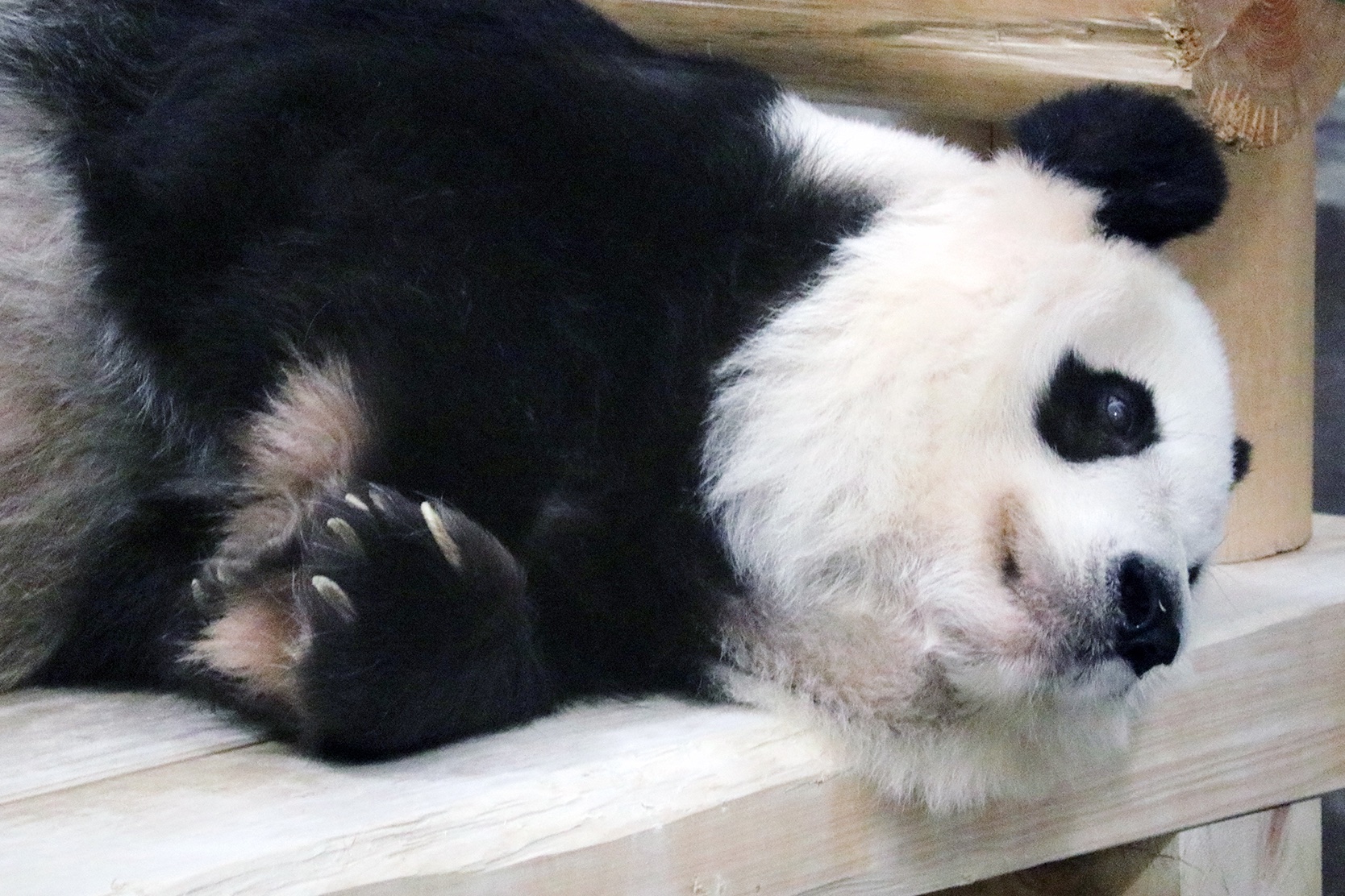 ★パンダ★ はいからさんが通る＆ダンスオリンピア 大きいサイズ メンズ FUNKY PANDA byintheattic ボタニカル