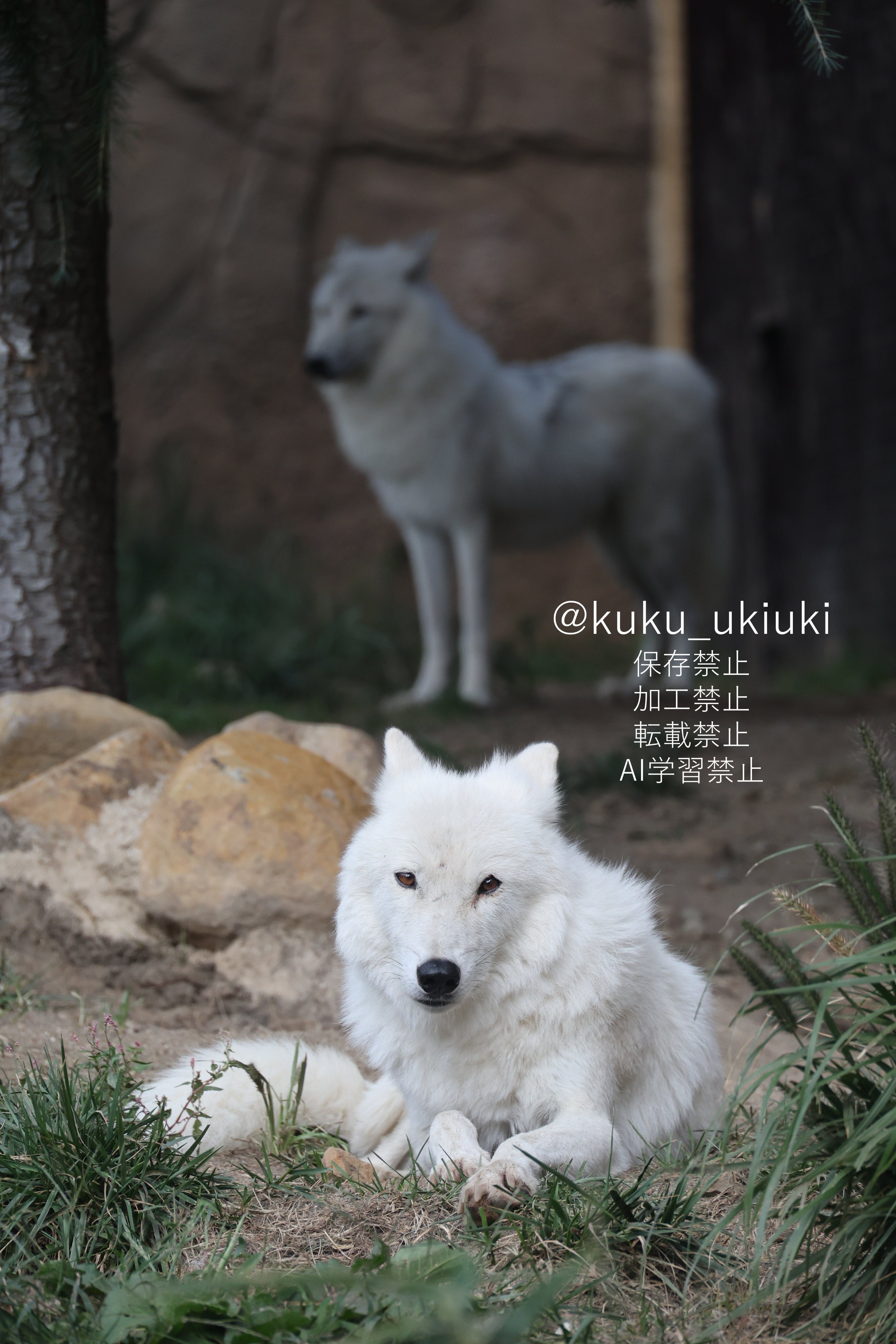 ホッキョクオオカミ＆ホッキョクグマラブ 61jos77dYgL._UF350,350_QL50_.jpg