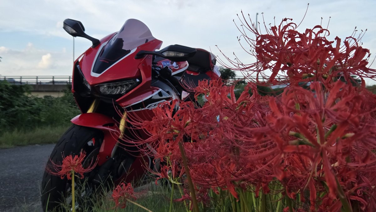 彼岸花 東京都・墨田区 横網町公園】 🦋煌く秋のワルツ2🦋 去年ポストの