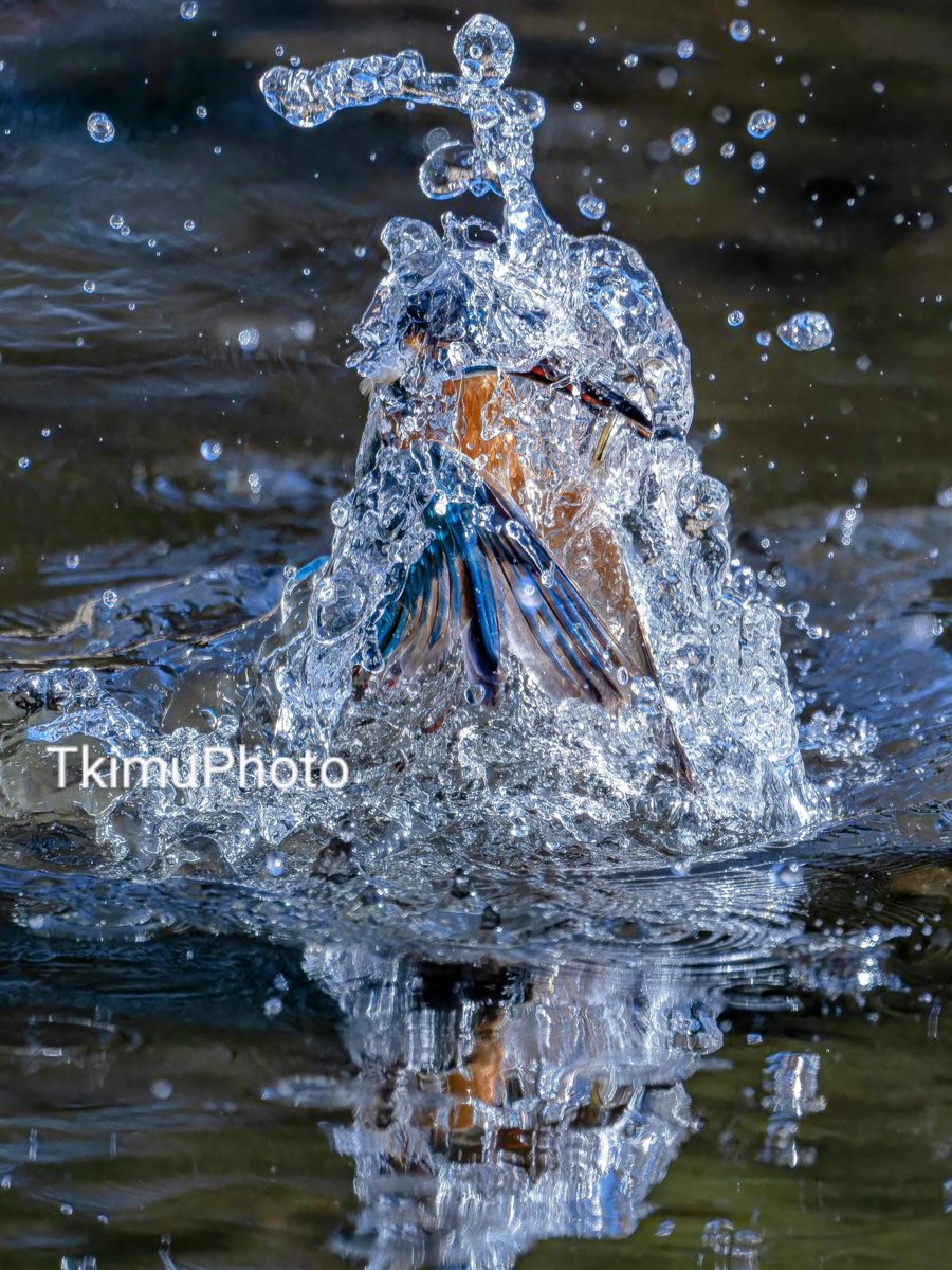 TkimuPhoto's tweet image. その一瞬を閉じこめて。

自分が求める写真に鳥認識は効きません。鳥と分かった時には、既にシャッターチャンスを逃しているためです。

Nikon Z8
NIKKOR Z 600mm f/6.3 VR S
Z  TC-1.4x

#かわせみ #カワセミ #翡翠 #kingfisher #Nikon #Z8 #Z663 #nikoncreators #野鳥 #野鳥撮影 #水しぶきの魔術師