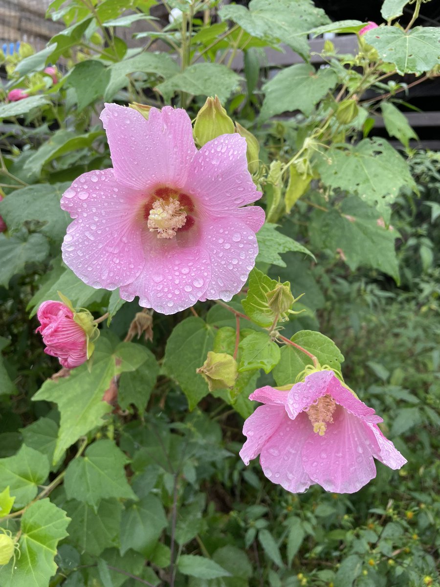 ドイリー1117❤️薔薇、パンジー、アネモネの花園✨48㎝✨ Fantasy