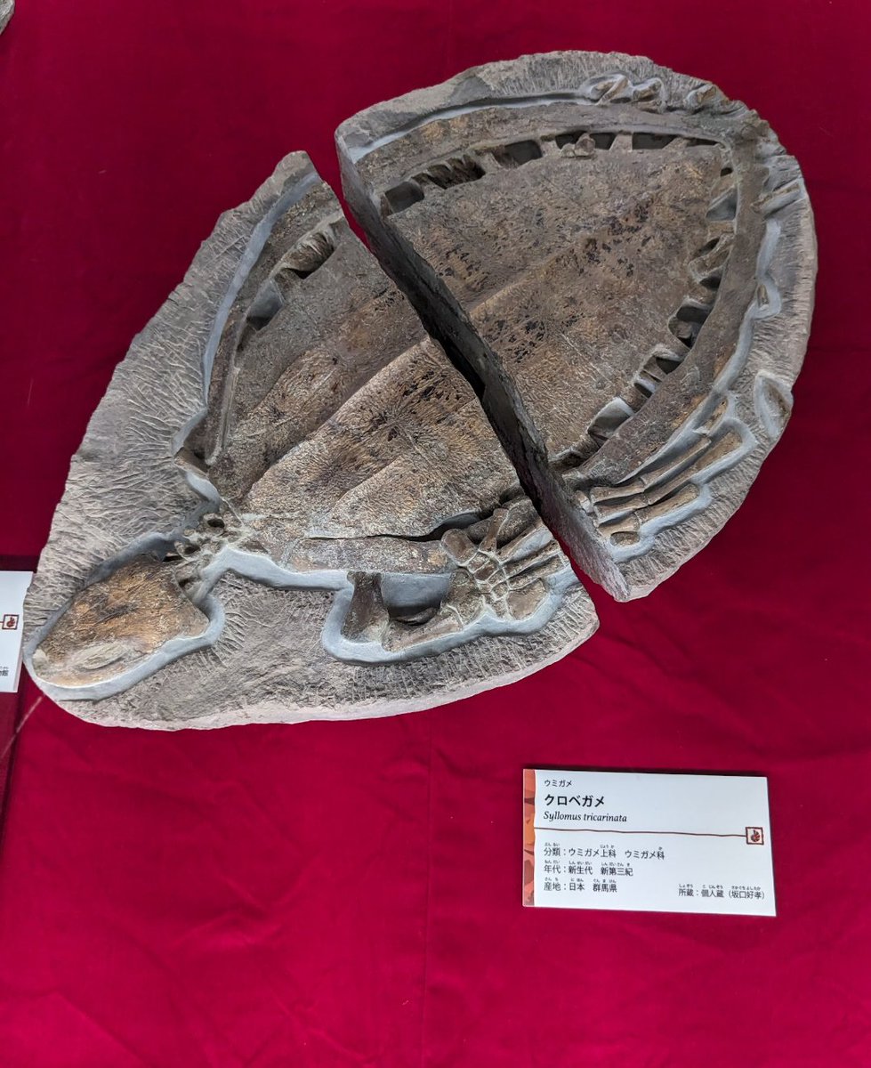 【新品未使用】daum ウミガメ AUTOMAX izumi 切売 親水フィルム (10cm×8cm 3枚セット) 100mm
