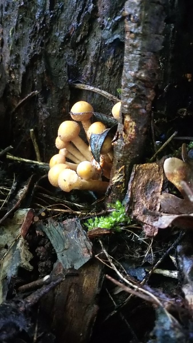 LX8111's tweet photo. #SundayYellow from the forest. #Stockschwämmchen #KuehneromycesMutabilis #Nameko #Pilze #Mushroom #Fungi https://t.co/sVrVkVIbni