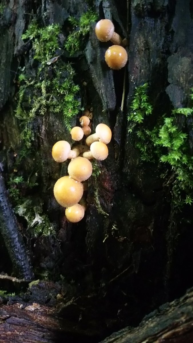 LX8111's tweet photo. #SundayYellow from the forest. #Stockschwämmchen #KuehneromycesMutabilis #Nameko #Pilze #Mushroom #Fungi https://t.co/sVrVkVIbni