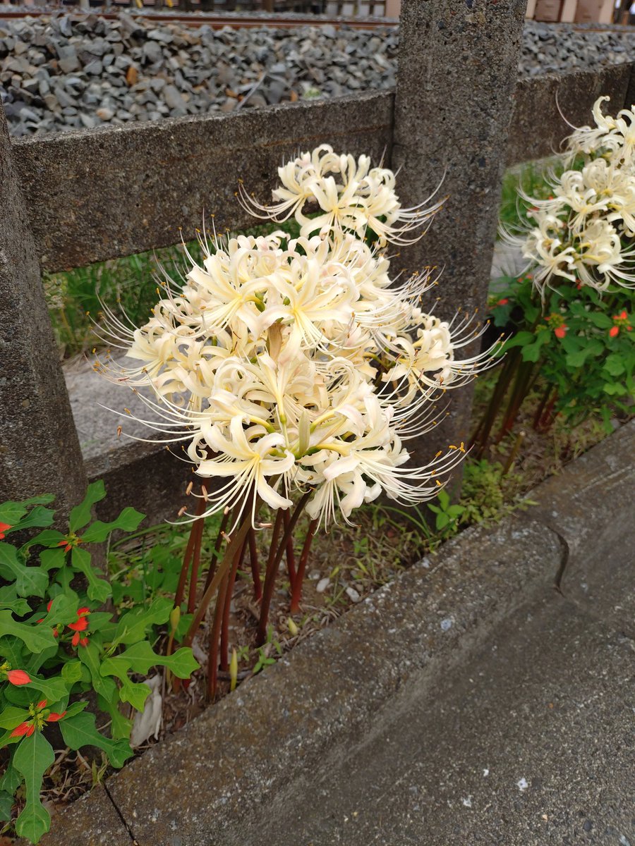 無惨様
見つけました！

無惨「お前は、青って色見たことあるのか？」