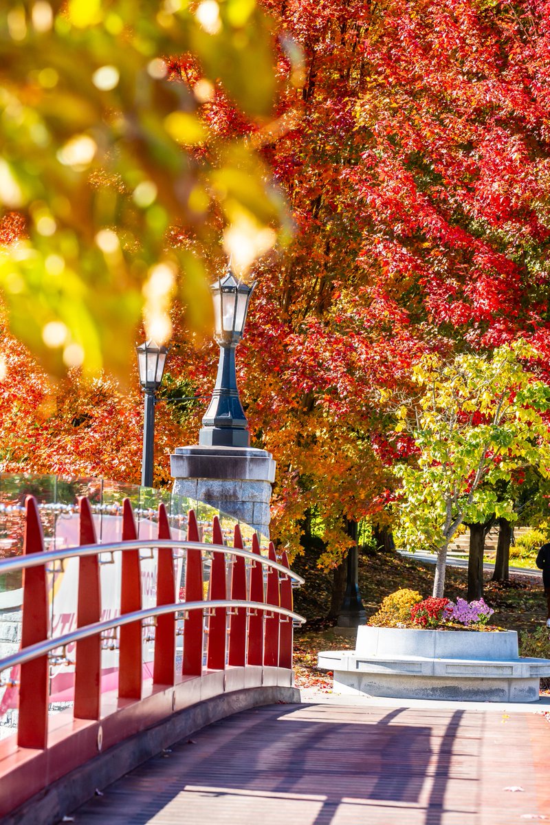 Campus in the fall = absolute vibes 🍂