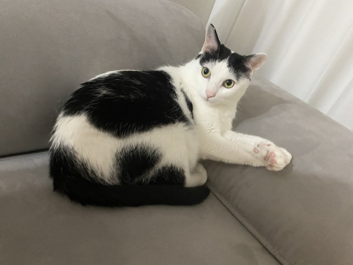 고양이 등장❤️

 #주올로직 #디어래빗